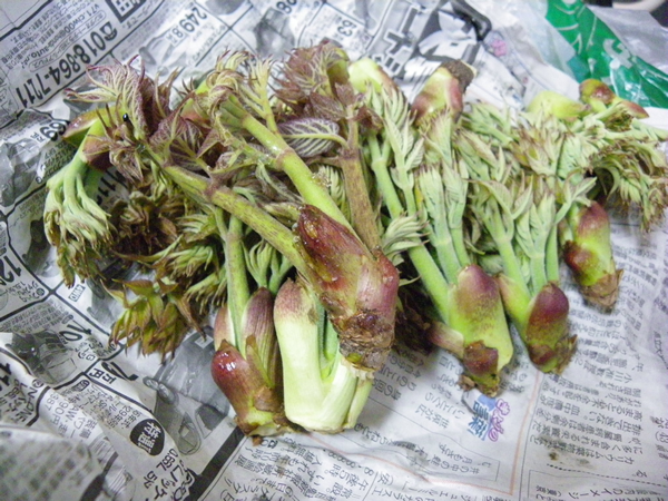 ���n�������ǂ��̓�