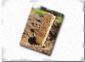 ���ƂȂЂ܂߃n�[�u��1