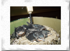 �c�o�̐���