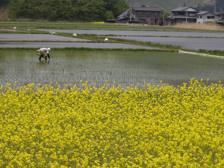 �؂̉ԓc���1