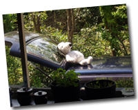 ���`�����C����